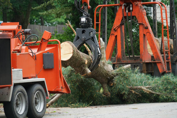 The Steps Involved in Our Tree Care Process in Bardmoor, FL